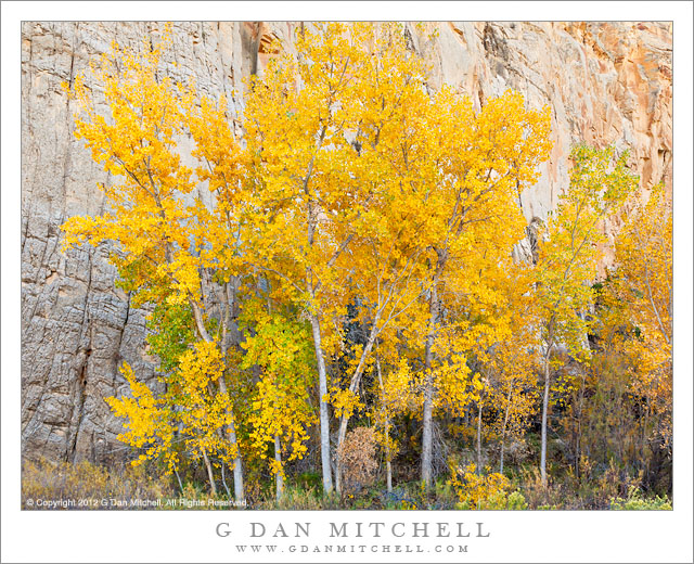 Cottonwood Grove and Cliff, Autumn - A cottonwood grove in golden fall colors, Grand Staircase-Escalante National Monument