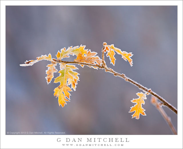 Frost-Rimmed Oak Leaves, Autumn - A very cold autumn morning brings a touch of frost to late-fall oak leaves in Yosemite Valley