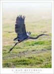 Great Blue Heron Taking Flight