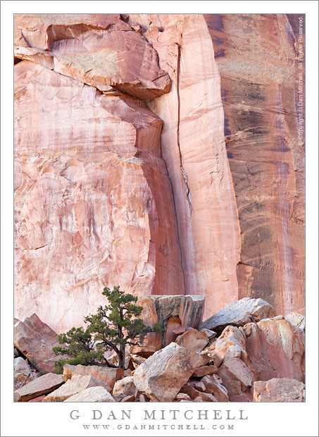 Juniper Tree and Sandstone Cliffs, Evening - Soft evening light on a single juniper tree among boulders at the base of tall sandstone cliffs, Capitol Reef National Park