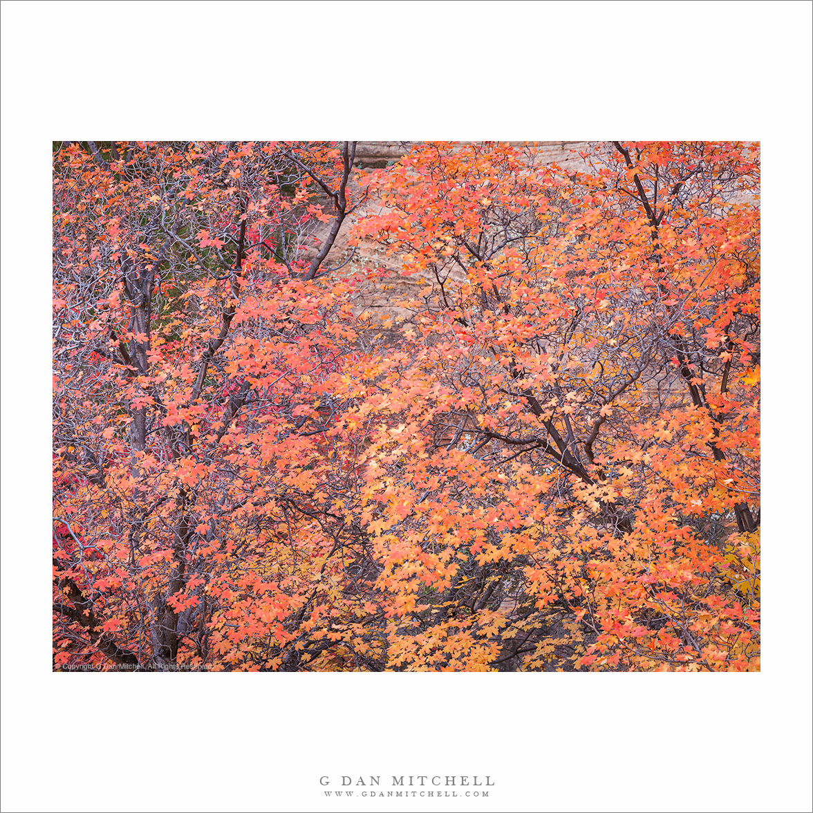 Red Maple Trees, Autumn