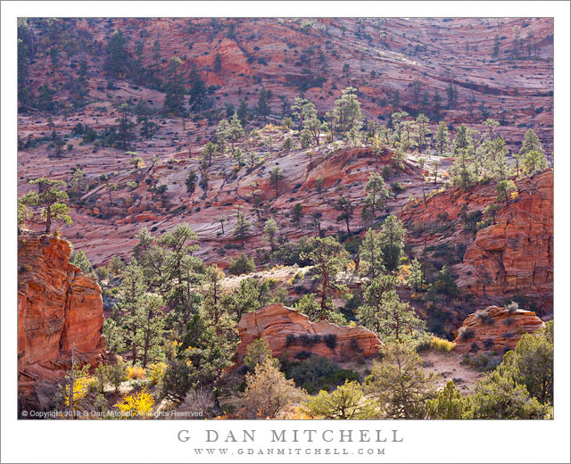 Red Rock and Trees, Afternoon Light - Back-lit trees in low afternoon sun light grow on rocky sandstone high country, Zion National Park