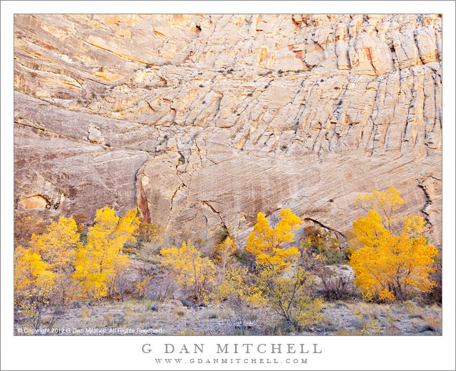 Cliff, Fall Color, Escalante River - Fall foliage of cottonwood and box elder trees at the base of a cliff along the Escalante River, Grand Staircase-Escalante National Monument