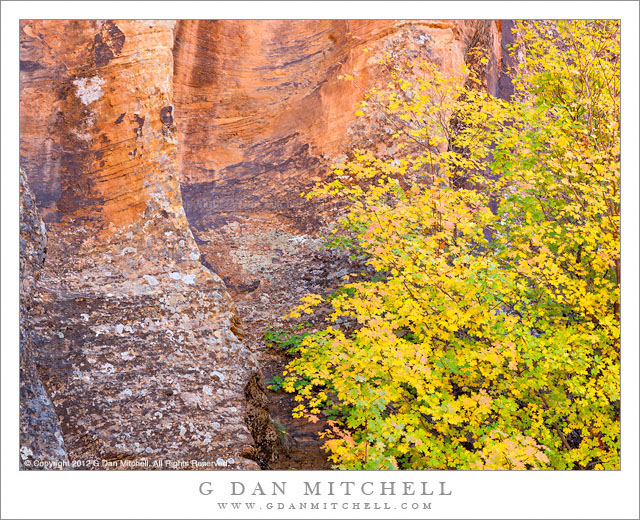 Autumn Maple Tree, Slot Canyon