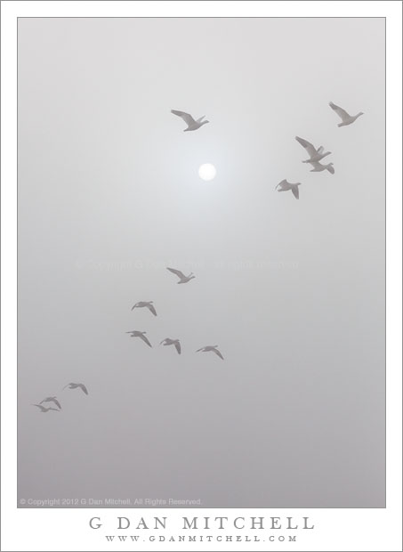 Geese and Sun in Fog