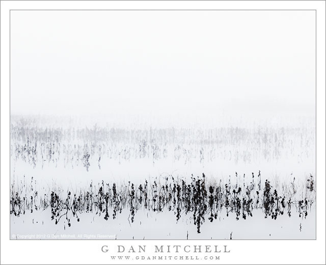 Marsh and Fog