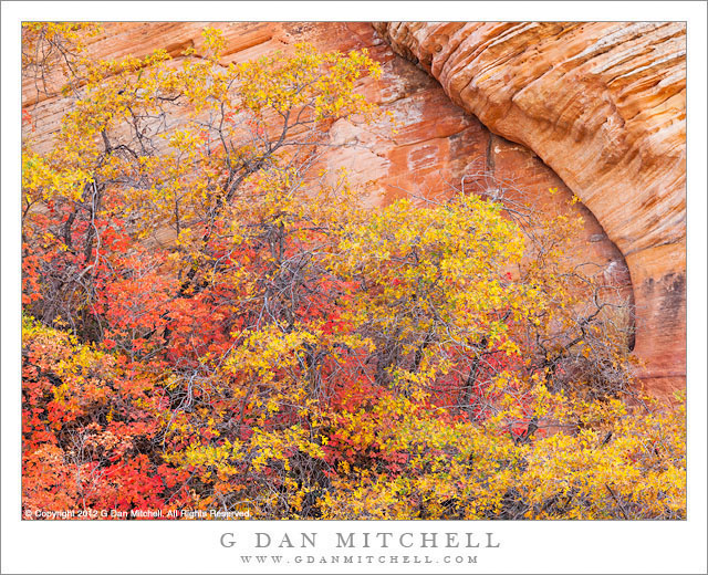 Red and Yellow Leaves, Sandstone Wall