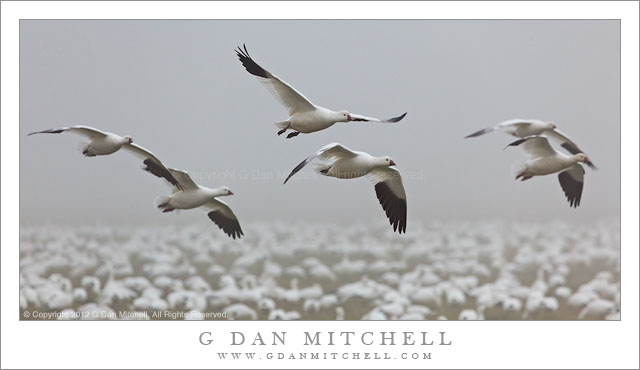 Ross's Geese in Flight, Fog