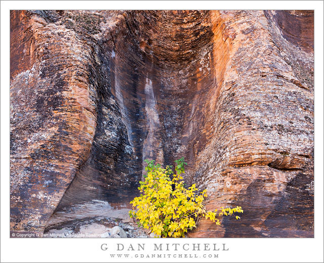 Solitary Plant and Sculpted Rock