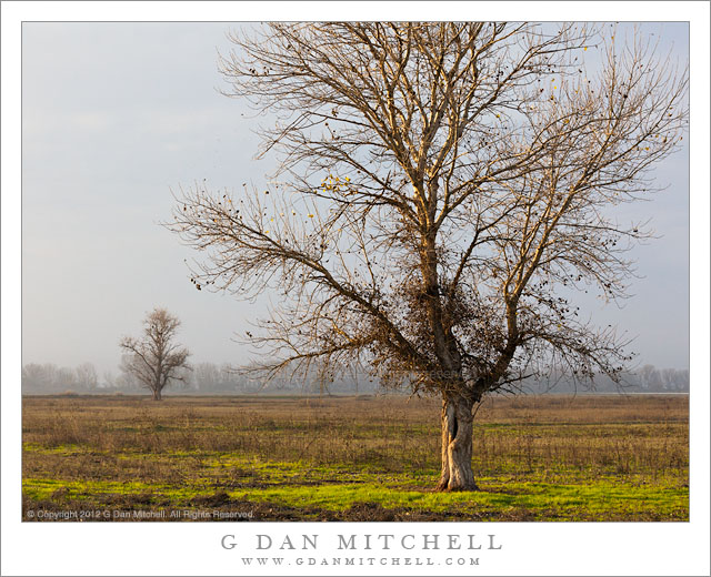 Trees and Pasture, Central Valley