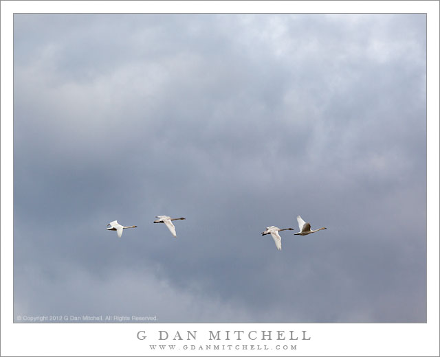 Trumpeter Swans and Clouds Trumpeter Swans and Clouds