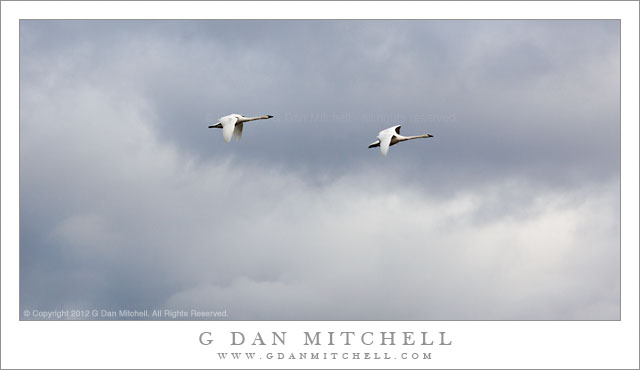 Two Trumpeter Swans in Flight