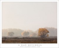 Hazy California Central Valley light on groves of trees as tule fog clears, Merced National Wildlife Refuge