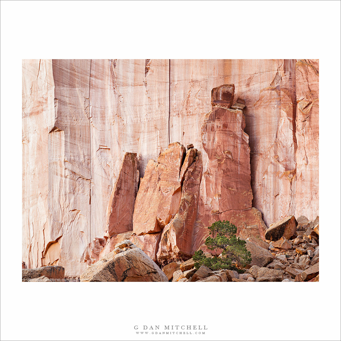 Juniper Tree, Towers at Base of Sandstone Cliff, Evening