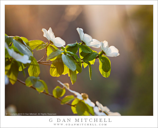 Dogwood Flowers, Sunset Light