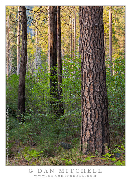 Early Evening Forest Light