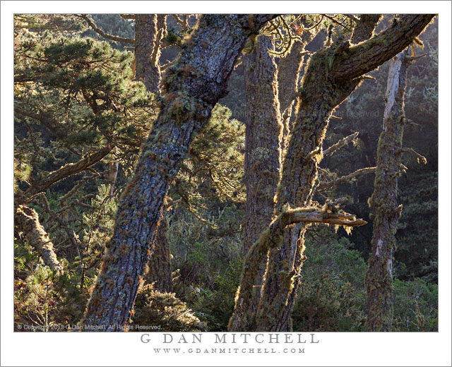 Point Reyes Forest