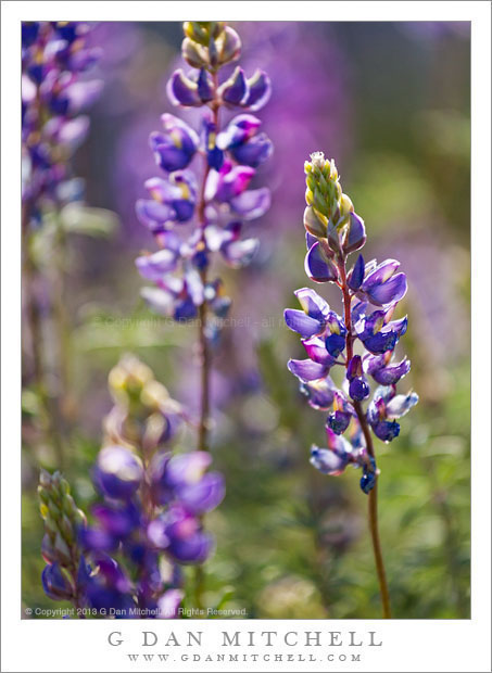 Sierra Lupine, Spring