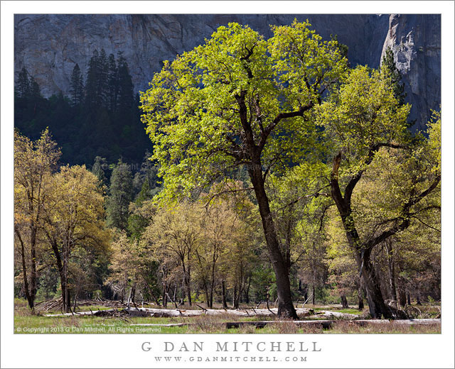 G Dan Mitchell Photograph Oak Trees Spring Yosemite National Park G Dan Mitchell Photography 