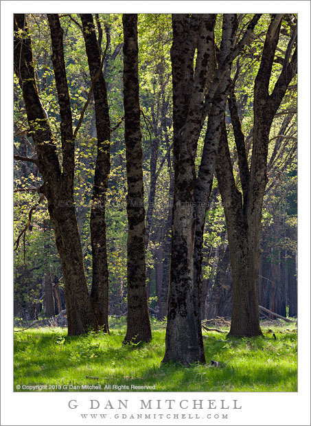 Spring, Oaks, El Capitan Meadow