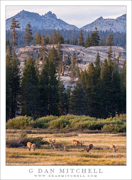 Grazing Deer, Ragged Peak