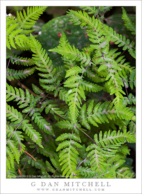 Ferns, Olympic Peninsula