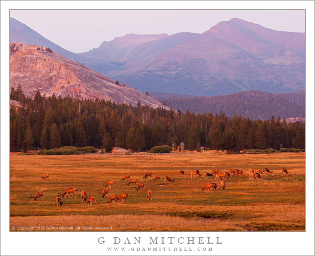 Grazing Deer, Evening