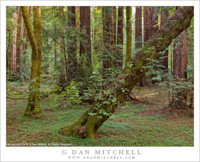 Maple and Sorrel, Redwood Grove