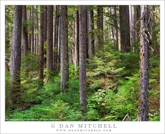 Olympic Peninsula Forest