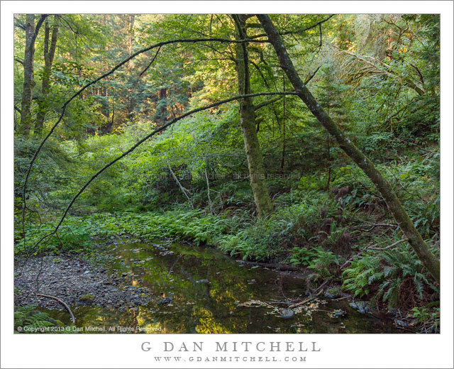 Redwood Creek