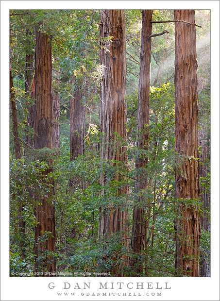 Morning Light, Redwoods