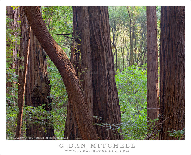 Redwood Forest, Morning