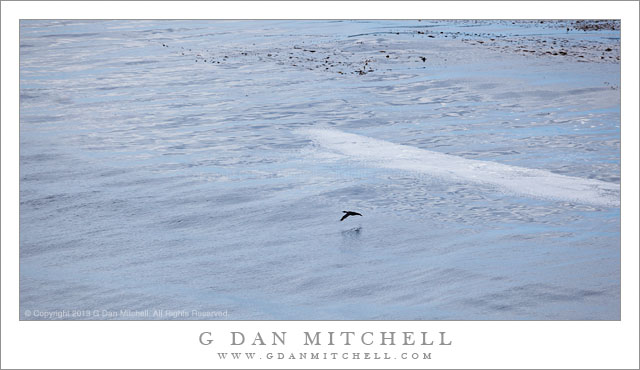 Cormorant, Reflected Clouds