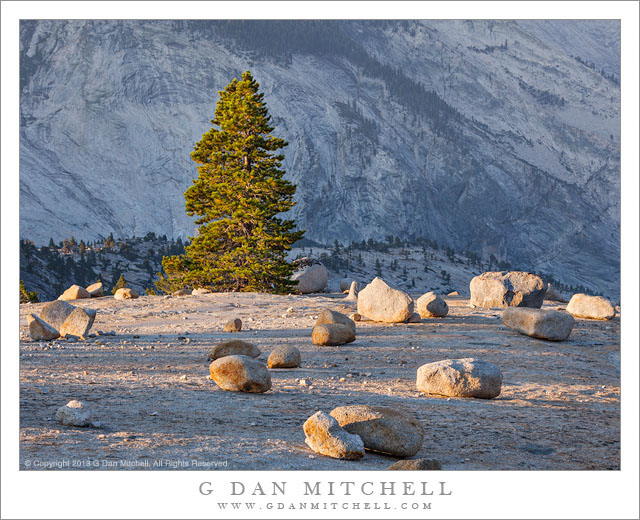 Solitary Tree, Glacial Erratic Boulders