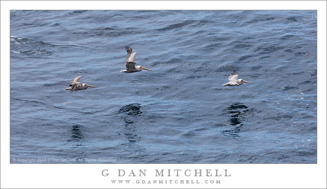 Three Pelicans, Shadows