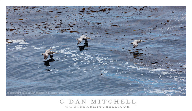 Three Pelicans, Reflections