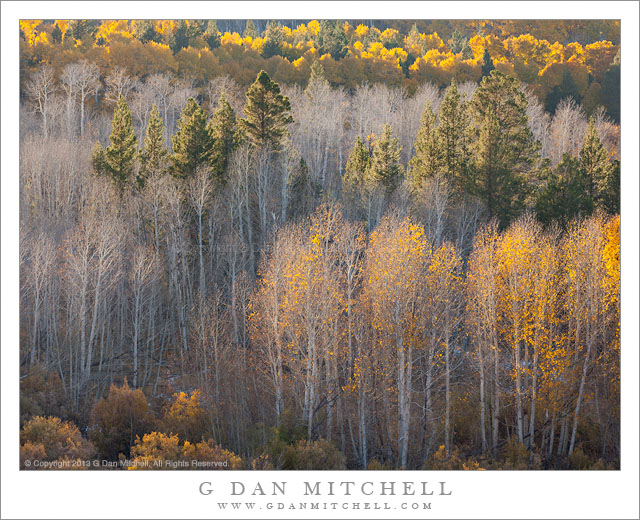 Aspens and Pines