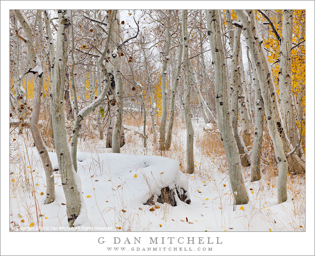 Aspen Grove, Autumn Snow