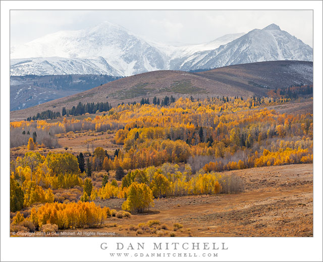 Aspens and Autumn Snow