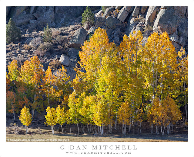 Aspens and Granite