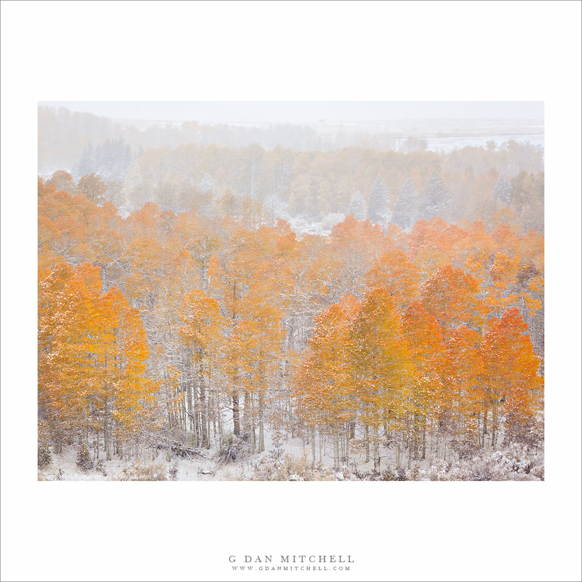 Aspens, First Autumn Snow