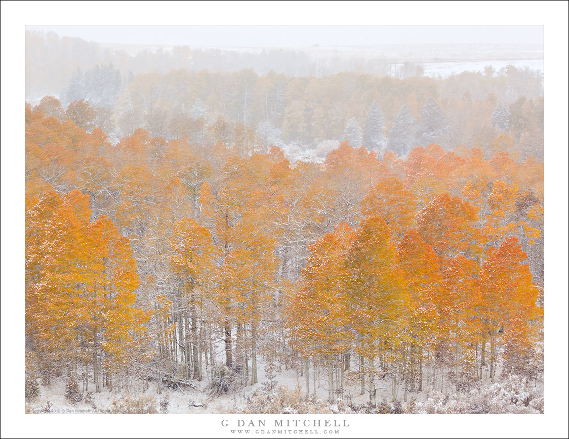 Aspens, First Autumn Snow