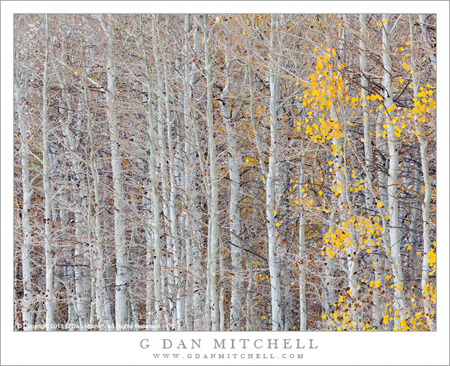 Dense Stand of Bare Aspens