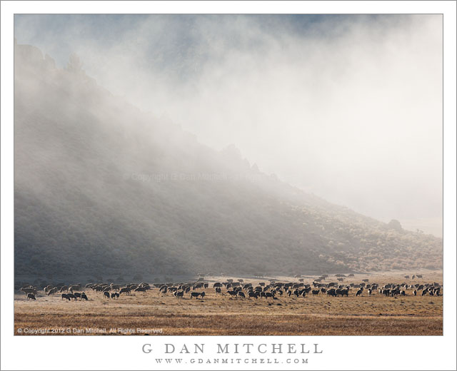 Sheep, Morning Fog