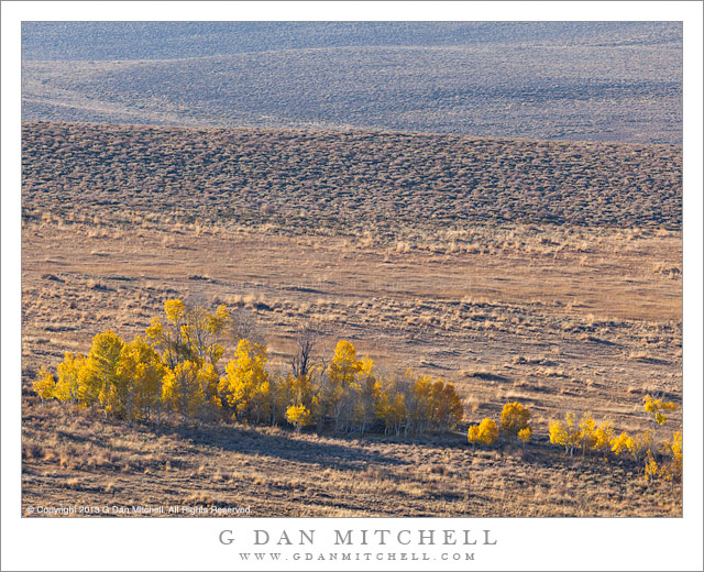 High Desert Aspens