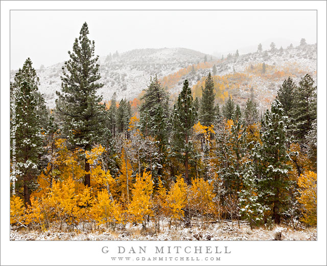 Aspens in Snow, Lundy Canyon