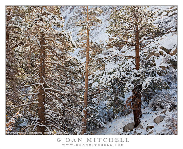 Trees, Early Season Snow