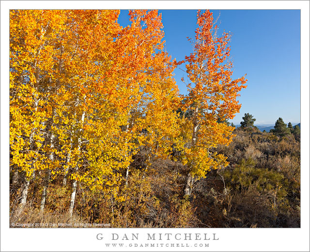 Aspen Color, Eastern California