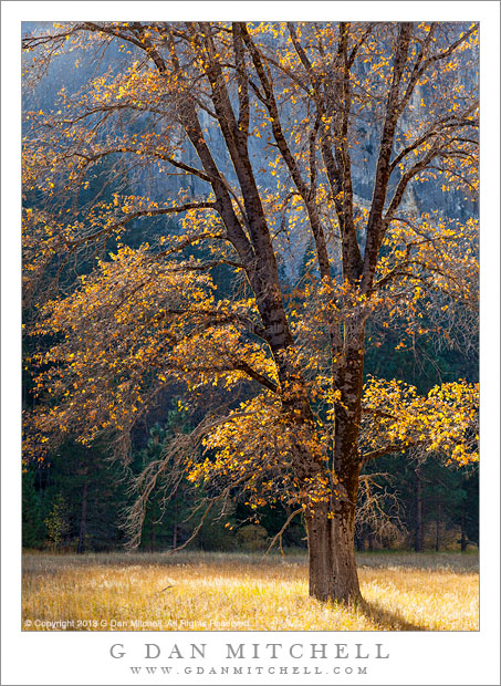 Black Oak, Meadow, Autumn