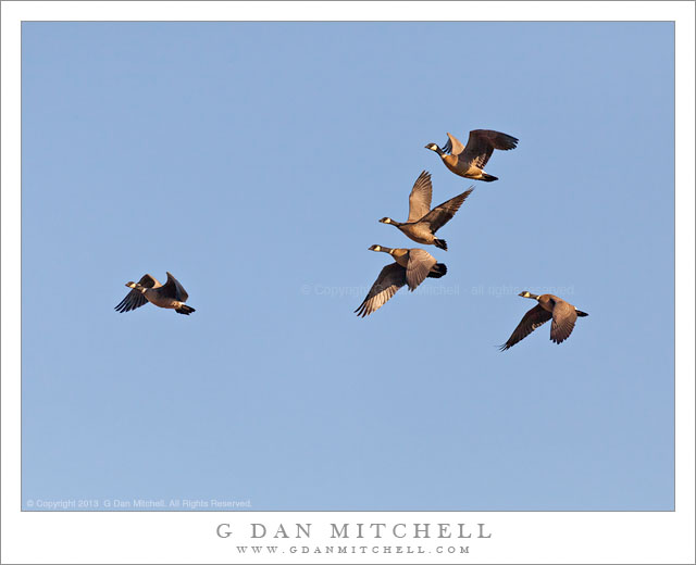 Cackling Geese in Flight